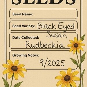 Black Eyed Susan Seeds (2 Pks)